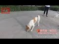 20200831唐师曾：《巨贵=巨型贵妇！》