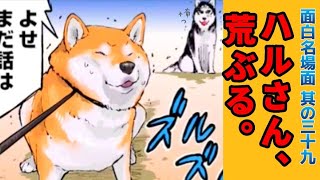 【世界の終わりに柴犬と】切り抜き編集 # 39 《ヘタレご主人、やんのかハルさん(笑)。》主従交代/風林火山  #世界の終わりに柴犬と  #アニメ #柴犬