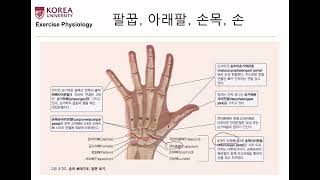 [바른몸교수] 팔꿈치의 기능 해부학