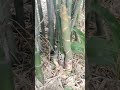 bamboo shoots good testing grafting yummy gardenideas garden