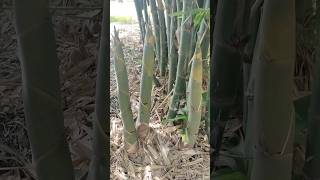 Bamboo shoots, good testing #grafting #yummy #gardenideas #garden