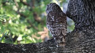 20240619 Barred Owl