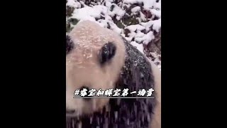 这是睿宝和辉宝第一次看到下雪，兴奋地在车上蹦来蹦去#不止我一个想rua大熊猫 #一方水土养一方熊猫 #来这吸熊猫 #睿宝辉宝