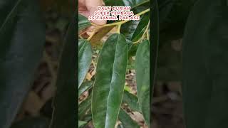 Ciri daun Durian Super Tembaga Asli  #durian #kebundurian #supertembaga