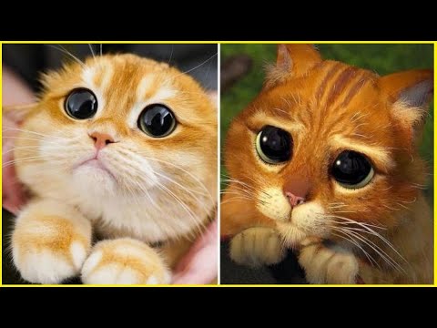 Mejores Gatitos De Tik Tok #1 - YouTube