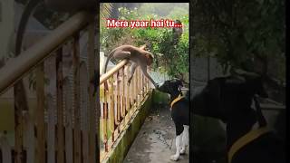 🤪A cutest animal friendship /funny animal video / Dank memes/memes#shorts#funny