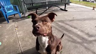 Adoption event to find pets their forever homes