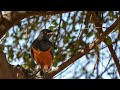 african superb starling feathers of radiance