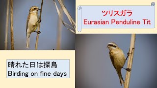 「ツリスガラ」は黒い仮面が特徴的　“Eurasian Penduline Tit” has a characteristic black mask