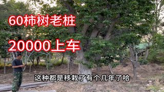 山东于哥家有两颗百年柿子树，20000上车处理，大全冠，骨架饱满