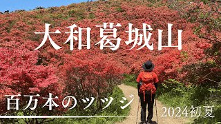 【奈良県・大阪府｜大和葛城山】北尾根コースで満開のツツジを見に行ってきました～ハイシーズンの混雑状況もぜひ参考にして欲しい