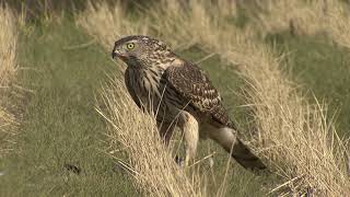 オオタカ幼鳥捕食１（公開済）