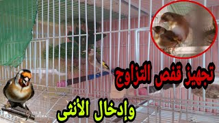 تجهيز قفص تزاوج الحسون 🐣🐦 وإدخال الأنثى في قفص التزاوج🔥🔥🔥