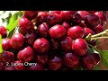 top 5 most popular cherry trees naturehills com