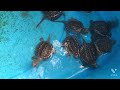 大量カミツキガメベビー common snapping turtle