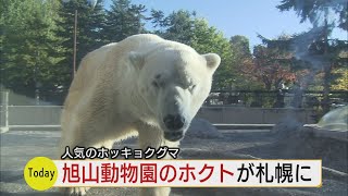 ホッキョクグマ「ホクト」旭山→円山へお引越し　メスの「リラ」の繁殖相手として