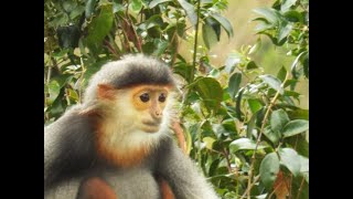 Bốn mùa Voọc Chà Vá Chân Nâu Sơn Trà, Đà Nẵng ( Four Seasons of Red-shanked douc langur - Sontra)