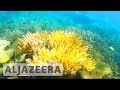 Australia 'falls short' in protecting coral reefs