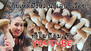 Ep.75 #เห็ดผึ้งหวาน #นิวซีแลนด์ ยังเก็บได้หมานๆ เล่าทำไมมาทำ Youtube