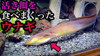 生きたウネウネ生物を食べまくったウナギ