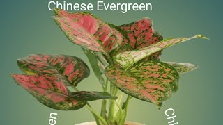 A Very Lucky Plant: Aglaonema/Chinese Evergreen Plant-Tips How to Grow and Take Care!