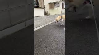 【柴犬】気になる石 #Shorts