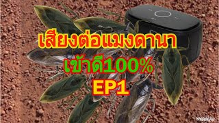 #เสียงล่อแมงดาต่อแมงดานา(เข้าแน่นอน100%)#ສຽງແມງມຸມ