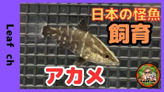 日本の怪魚！アカメの赤ちゃんの飼育開始！ #ペット #アクアリウム #aquarium #アカメ #fish #水槽 #熱帯魚