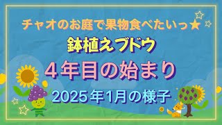 【ブドウ鉢栽培】4年目の始まり🍇