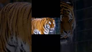 The biggest tiger in the world||  Tiger is monster|| #shorts