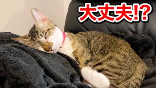 白目を剥いて寝る猫がホラーすぎたw