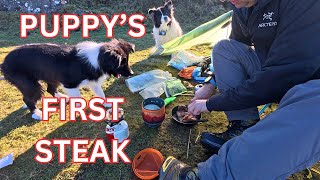 SOLO wild camp STEAK dinner cooked with my dogs part 5