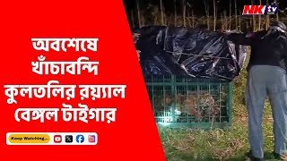 অবশেষে বাঘ বন্দি খেলা শেষ, স্বস্তি ফিরল কুলতলিতে, ভোর রাতে খাঁচাবন্দি বাঘ | NKTV BANGLA #tiger