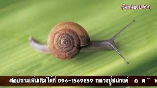 งานปริวาสกรรมตลอดปี วัดหนองปลวก ต.หนองกุ่ม อ.บ่อพลอย จ.กาญจนบุรี