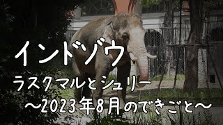 インドゾウ　ラスクマルとシュリー　～2023年8月のできごと～