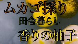 むかご探しと柚子採り