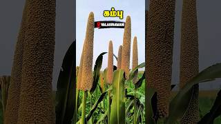 🌿கம்பு நாம் மறந்து வரும் சிறுதானிய பயிர் | Pearl Millet |Santhosh 2K Vivasayi