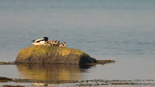 Gravand (Tadorna tadorna) The common shelduck