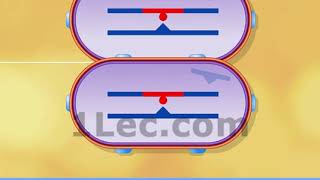 Bacterial Transformation