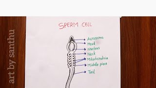 How to draw Sperm Cell | Sperm cell diagram | easy and step by step | sperm cell ...