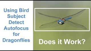 Bird Subject Detection Autofocus - does it work on dragonflies?  with Om-1