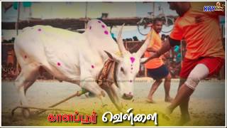 Kalappur vellai jallikkattu mass status song in tamil🔥