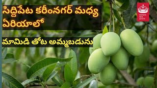 mango Garden for sale siddipet To karimnagar middle area #karimnagar #siddipet #hyderabad #villas