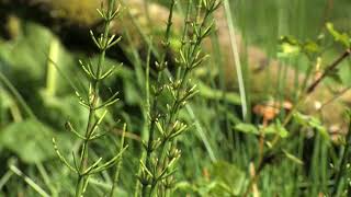 Stems and tops of water horsetail 🔴