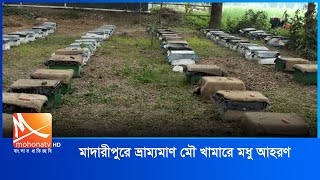 মাদারীপুরে ভ্রাম্যমাণ মৌ খামারে মধু আহরণ |  Madaripur News |  Mohona TV