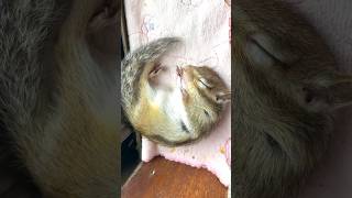 シマリス キキちゃんのお昼寝 Chipmunk Kiki's nap #shorts #chipmunk #squirrel