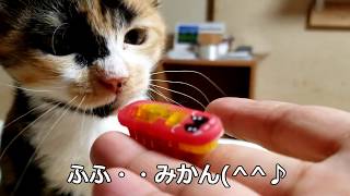 電動おもちゃで遊ぶと猫ちゃん狩猟本能が芽生えてきた!When playing with electric toys, cat-chan hunting instinct has sprung up!