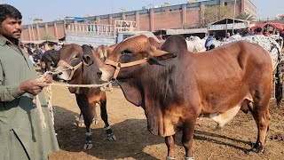 Lahore Cow Mandi Me Top Quality Saste Bachre | Sahiwal Cholistani Bachra Farming Updates