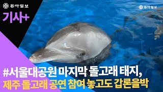 [기사+]서울대공원 마지막 돌고래 태지, 제주 돌고래 공연 참여 놓고도 갑론을박