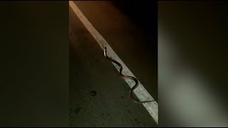 Man Saves A Snake Crossing Tuljapur Highway